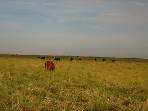 Cochran County
