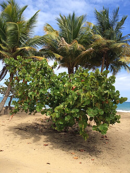 Yabucoa County
